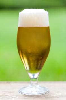 Beer tulip with a white foam crown against a green background outdoors