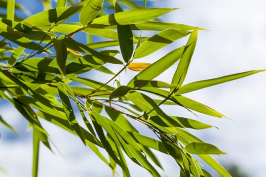 Fresh green leaves of bamboo ornamental bamboo and trunk in front of blue sky close-up