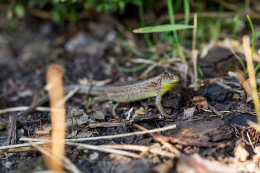 Agile lizard in its natural habitat on the ground between withering leaves on a warm sunny day