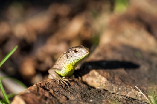 Agile lizard in its natural habitat on the ground between withering leaves on a warm sunny day