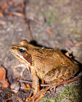 Grass frog tree frog in the forest on brown foliage in profile with clear drawing outdoors