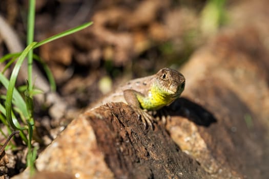 Agile lizard in its natural habitat on the ground between withering leaves on a warm sunny day