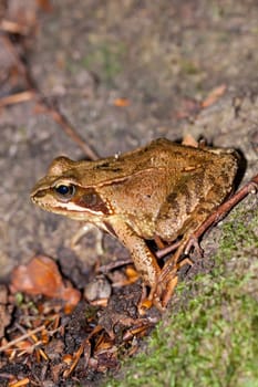Grass frog tree frog in the forest on brown foliage in profile with clear drawing outdoors