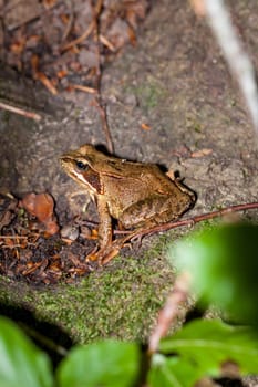 Grass frog tree frog in the forest on brown foliage in profile with clear drawing outdoors