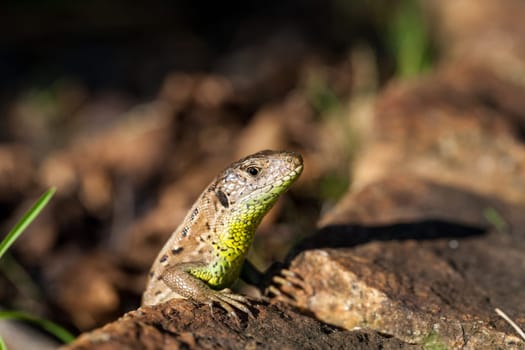 Agile lizard in its natural habitat on the ground between withering leaves on a warm sunny day