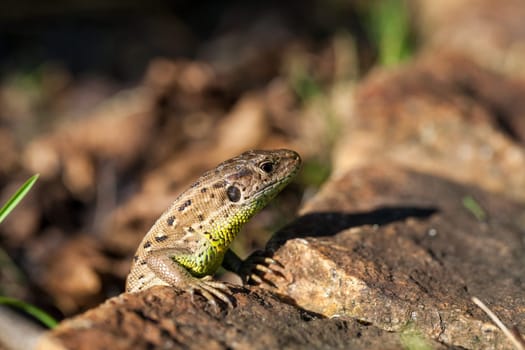 Agile lizard in its natural habitat on the ground between withering leaves on a warm sunny day
