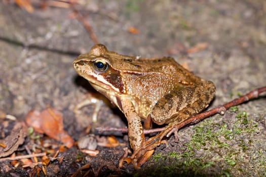 Grass frog tree frog in the forest on brown foliage in profile with clear drawing outdoors