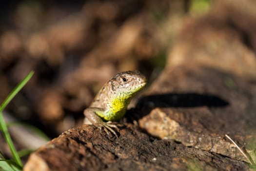 Agile lizard in its natural habitat on the ground between withering leaves on a warm sunny day