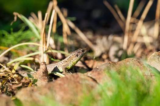 Agile lizard in its natural habitat on the ground between withering leaves on a warm sunny day