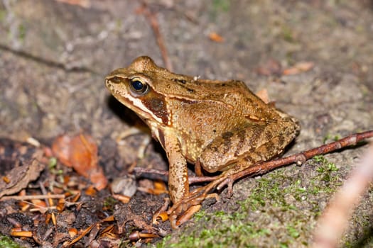 Grass frog tree frog in the forest on brown foliage in profile with clear drawing outdoors