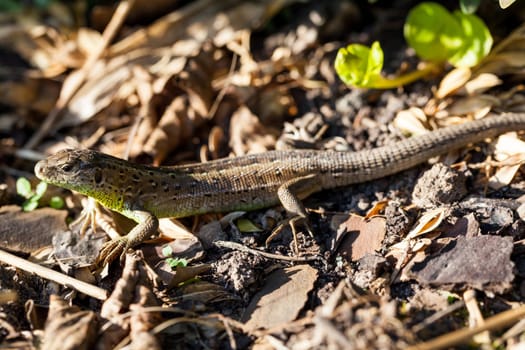 Agile lizard in its natural habitat on the ground between withering leaves on a warm sunny day
