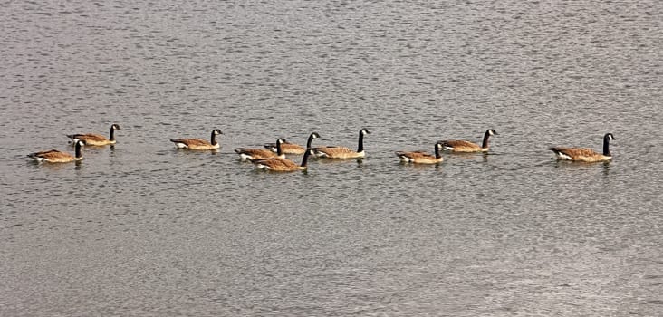 Canada geese