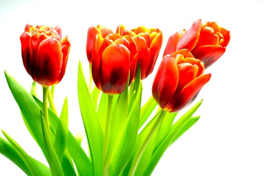 Red tulips