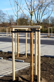Newly planted street trees