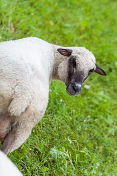 Sheep with a short curly woolly fur on a green summer pasture outdoors in daylight