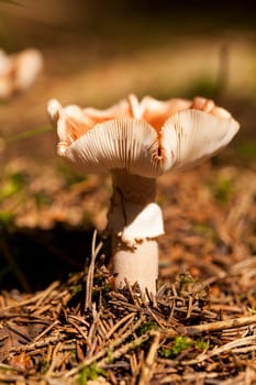 Wild mushroom grows in a forest with its distinctively spotted cap on mossy forest floor as a close-up