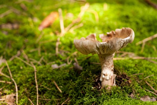 Wild mushroom grows in a forest with its distinctively spotted cap on mossy forest floor as a close-up