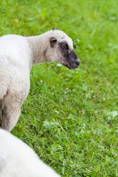 Sheep with a short curly woolly fur on a green summer pasture outdoors in daylight