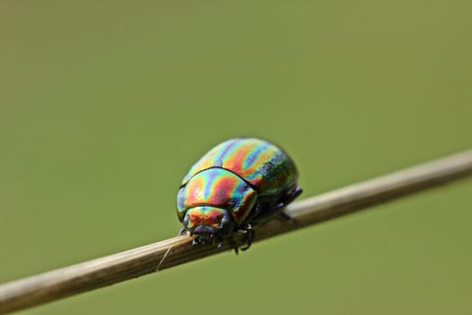 Rainbow leaf beetle (Chrysolina cerealis) on grass stalk