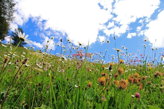 Blooming summer mountain meadow