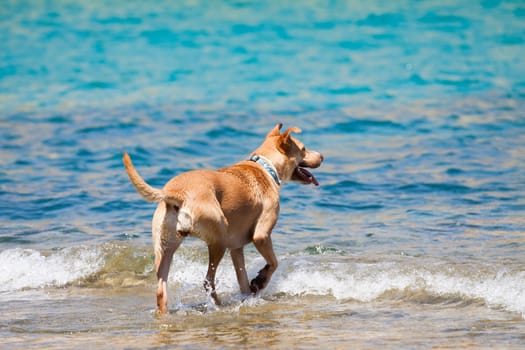 Dog playing in the sea at noon