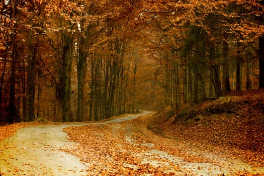 Vintage photo of curving road in autumn forest