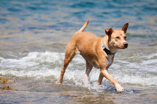 Dog playing in the sea at noon