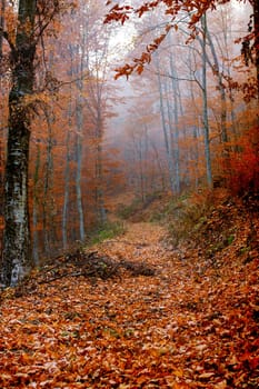 Leaves covered path in the colored  autumn forest