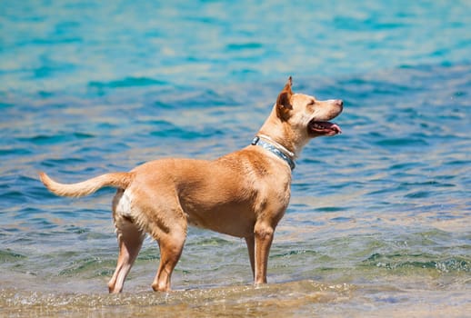 Dog playing in the sea at noon