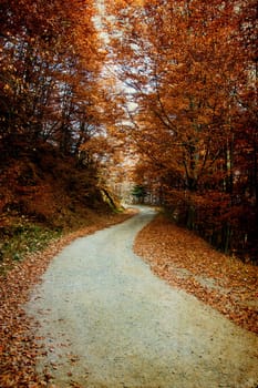 Vintage photo of curving road in autumn forest
