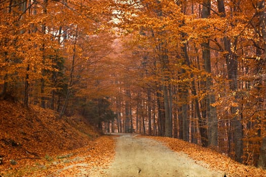 Vintage photo of curving road in autumn forest