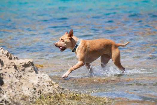 Dog playing in the sea at noon