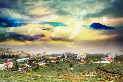 Beautiful tea garden sunset for adv or others purpose use