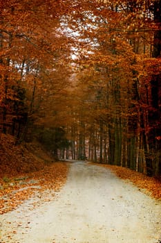 Vintage photo of curving road in autumn forest