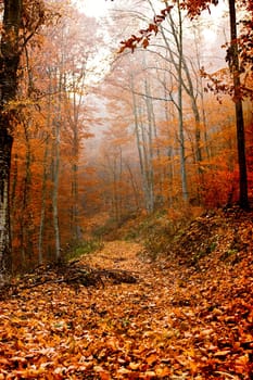 Leaves covered path in the colored  autumn forest