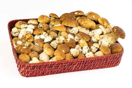 Porcini mushroom,cup with edible mushroom on white background