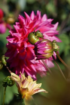 Beautiful Dahlia Blueten