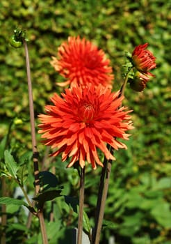 Beautiful Dahlia Blueten