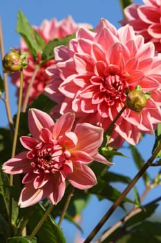 Beautiful Dahlia Blueten