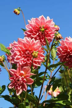Beautiful Dahlia Blueten