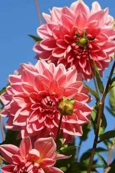 Beautiful Dahlia Blueten