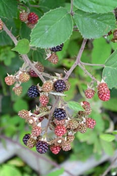 Blackberries