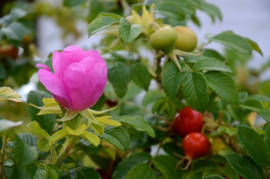 Potato Rose (Rosebutten)