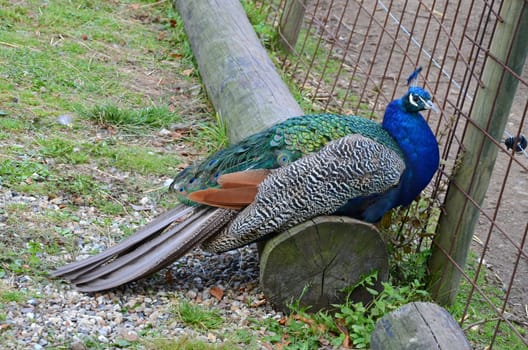 Blue Peacock