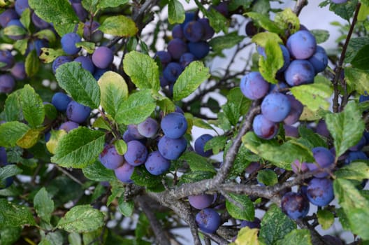 Sloes