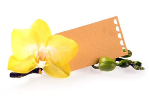 Beautiful fragile yellow phalaenopsis orchid with a decorative brown gift label with copyspace for your romantic Valentines or anniversary message with fresh green buds on a white background