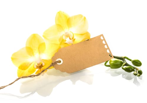 Beautiful spray of colorful yellow fresh phalaenopsis orchids with a blank gift tag for your Valentines or anniversary message on a reflective white background
