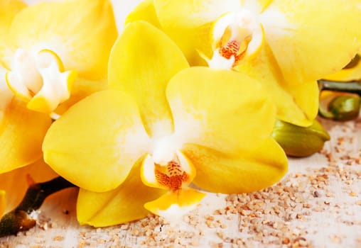 Background close up of beautiful yellow phalaenopsis orchids, a popular cultivated hothouse and houseplant symbolic of luxury, love and spa treatments