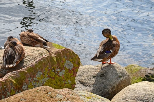 Mallard