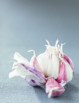 Fresh aromatic garlic cloves in a broken open bulb on a vertical grey background with copyspace